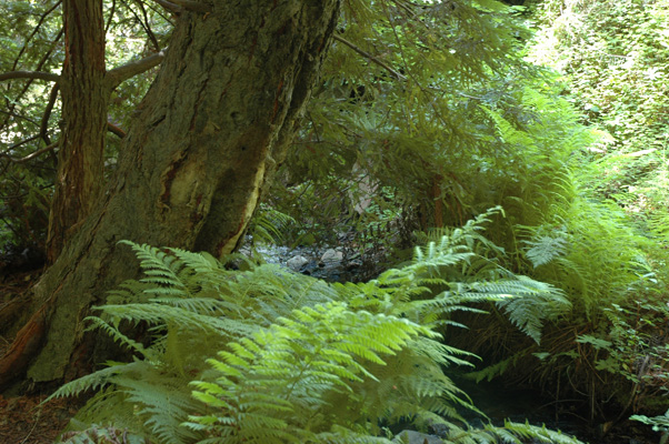 Soberanes Canyon 084.jpg